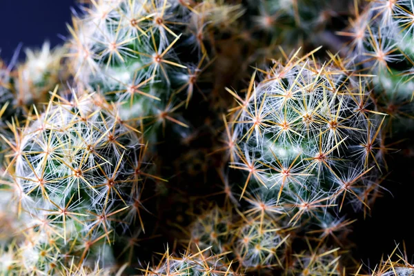 仙人掌植物特写黑色背景上的纹理。软焦点 — 图库照片