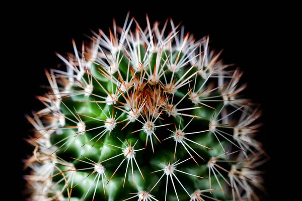 仙人掌植物特写黑色背景上的纹理。软焦点 — 图库照片