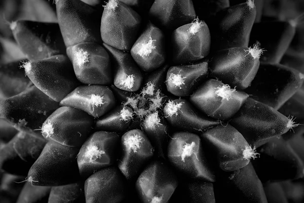 黒い背景にサボテン植物のクローズ アップのテクスチャ。ソフト婦人 — ストック写真