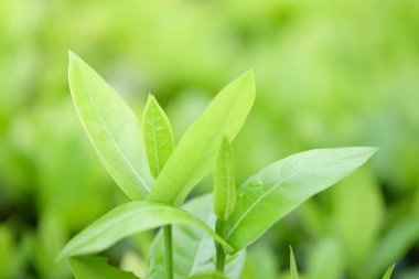Doğal yeşil bitki arka planı ya da duvar kağıdı. Bahçe bahçesindeki yeşil yaprağın güneş ışığı altında doğal görüntüsü. 