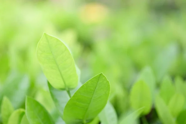 Plantas verdes naturales fondo o fondo de pantalla. vista de la naturaleza de hoja verde en el jardín en verano bajo la luz del sol. —  Fotos de Stock