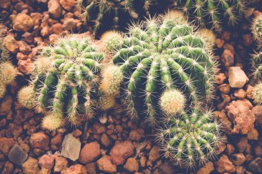 kaktüs veya sulu filtre etkisi retro vintage tarzı ile