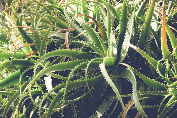 Kaktus oder Sukkulente mit Filtereffekt im Retro-Vintage-Stil — Stockfoto