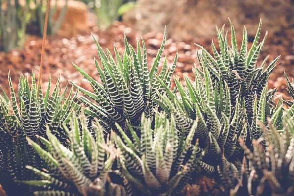 Cactus o suculentas con efecto filtro estilo vintage retro —  Fotos de Stock