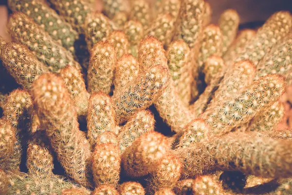 선인장 이나 succulent 필터 효과 복고풍 빈티지 스타일으로 — 스톡 사진