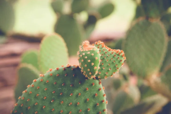 Cactus or succulent with filter effect retro vintage style — Stock Photo, Image