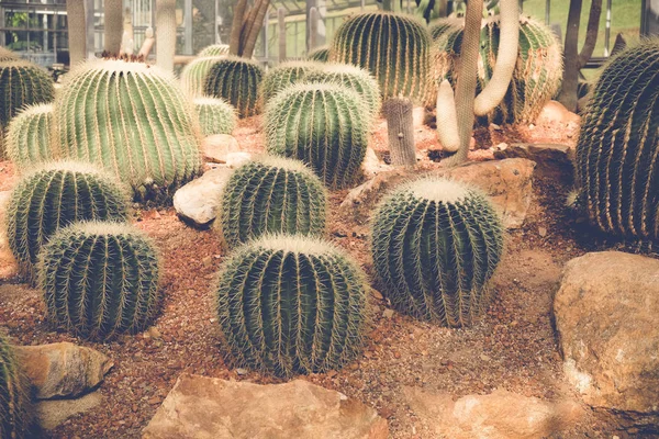 Cactus o suculentas con efecto filtro estilo vintage retro —  Fotos de Stock