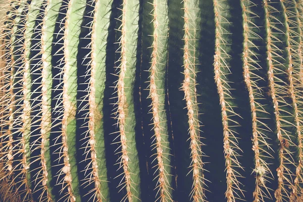 Cactus or succulent with filter effect retro vintage style — Stock Photo, Image