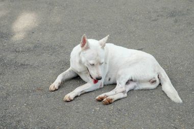 Tay köpeği bahçesinde