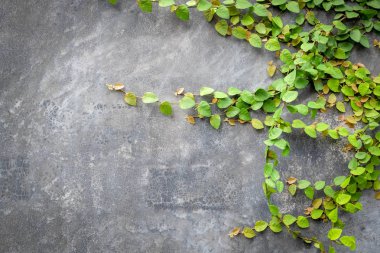 Arka plan bitki beton duvar