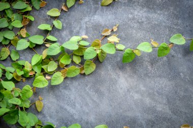 Arka plan bitki beton duvar 