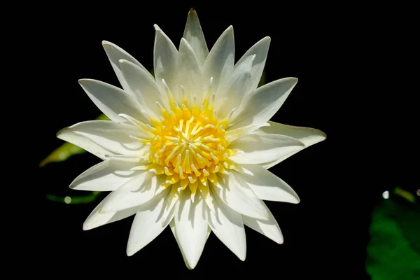 Lotus flower in the garden — Stock Photo, Image