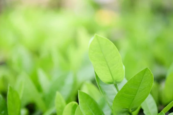 Натуральные зеленые растения фон или обои. вид на природу зеленого листа в саду летом под солнечным светом. — стоковое фото