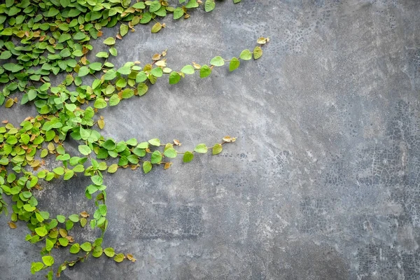Planta de fundo abstrato na parede de concreto — Fotografia de Stock