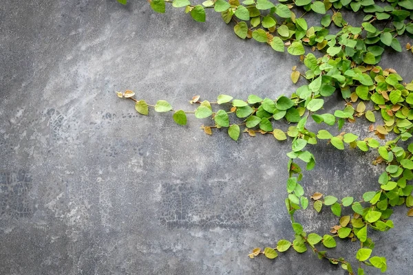 Planta de fundo abstrato na parede de concreto — Fotografia de Stock