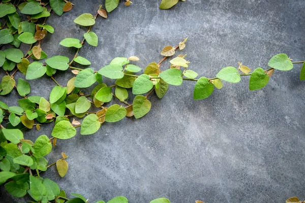 Planta de fundo abstrato na parede de concreto — Fotografia de Stock