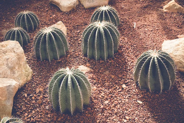 Cactus or succulent with filter effect retro vintage style — Stock Photo, Image