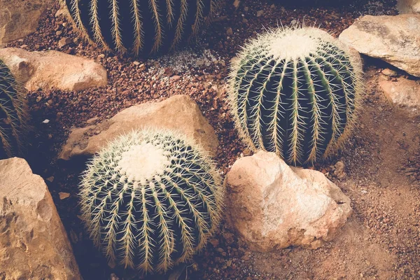 サボテンや多肉植物フィルター効果のレトロなビンテージ スタイル — ストック写真