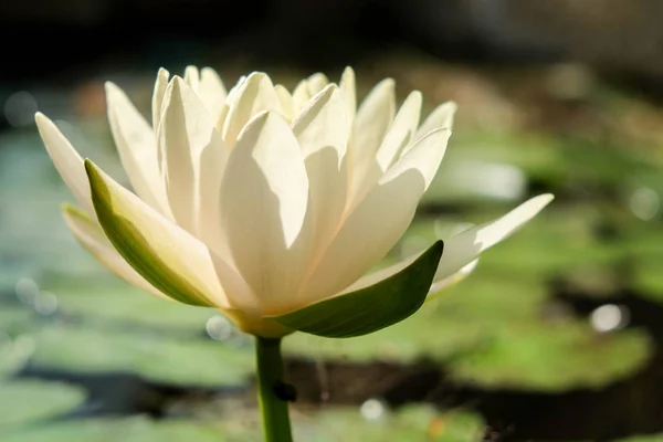 Квітка лотоса в саду — стокове фото