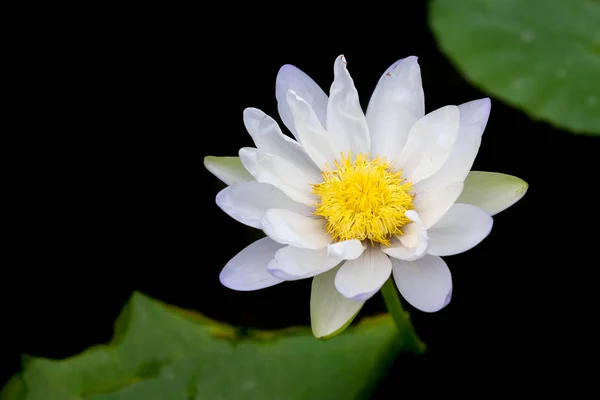 Квітка лотоса в саду — стокове фото