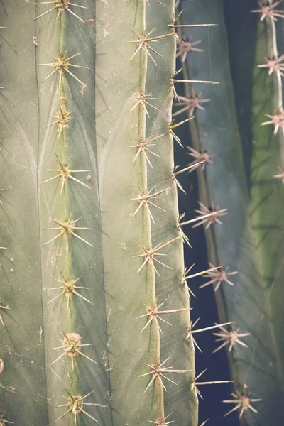 Cactus o suculentas con efecto filtro estilo vintage retro —  Fotos de Stock