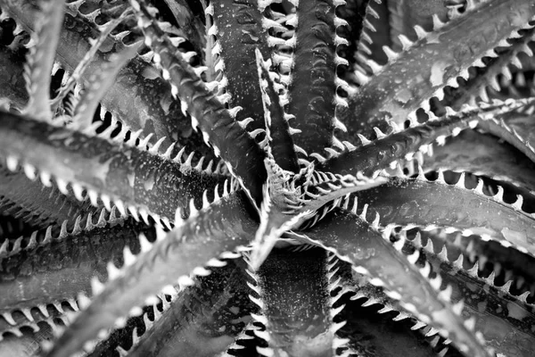 Cactus o succulento con effetto filtro stile vintage retrò — Foto Stock