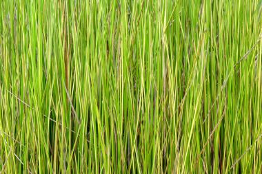 Doğal yeşil bitkiler arka plan 