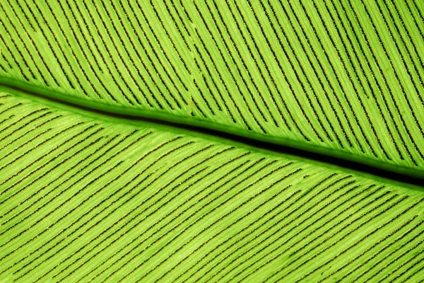 Fondo de plantas verdes naturales — Foto de Stock