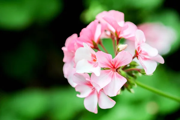 Blommor i trädgården — Stockfoto