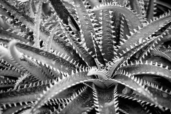 Cactus ou succulent avec effet filtre style vintage rétro — Photo