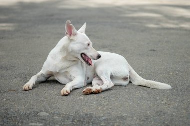 Tay köpeği bahçesinde