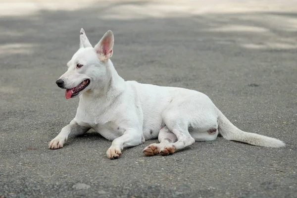 Tay köpeği bahçesinde — Stok fotoğraf