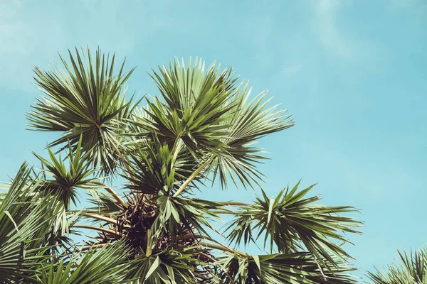 Ретро відфільтрованих одного пальмових дерев — Stok fotoğraf