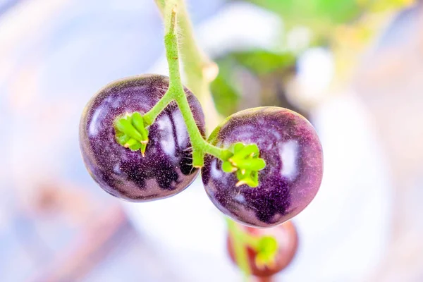 Tomates frescos de la reliquia púrpura en la vid en un jardín —  Fotos de Stock