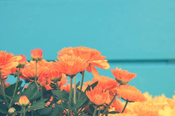 Fundo da flor. Flor de laranja amarela no jardim com efeito de filtro estilo vintage retro — Fotografia de Stock