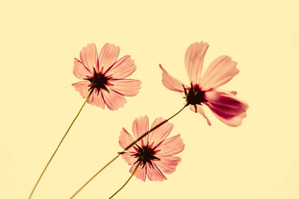 Квітковий фон. Рожево-фіолетова квітка в саду з ефектом фільтра ретро вінтажний стиль — стокове фото