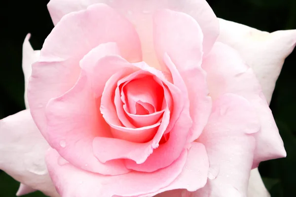 Fondo de flores. rosa rosas flor en el jardín con efecto de filtro retro estilo vintage — Foto de Stock