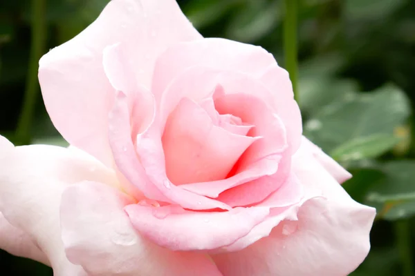 Květina na pozadí. růžové růže květ v zahradě s filtr efekt retro vintage stylu — Stock fotografie