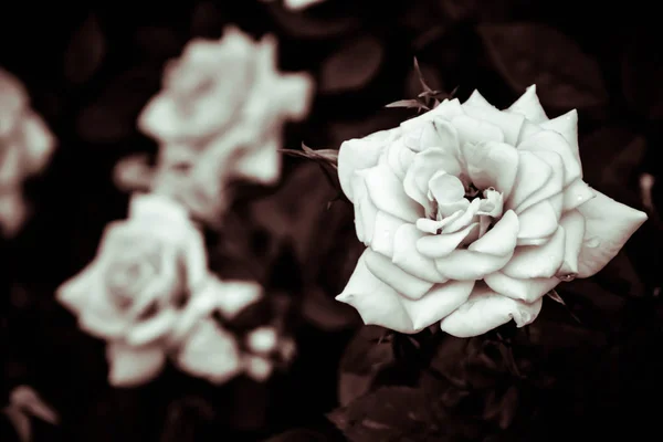 Λουλούδι φόντο. λευκά τριαντάφυλλα λουλουδιών στον κήπο με φίλτρο εφέ ρετρό vintage στυλ — Φωτογραφία Αρχείου