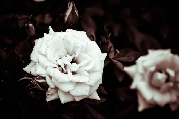 Blumenhintergrund. Weiße Rosen blühen im Garten mit Filtereffekt im Retro-Vintage-Stil — Stockfoto