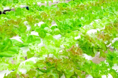 Organik hydroponic sebze çiftliği