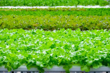 Organik hydroponic sebze çiftliği