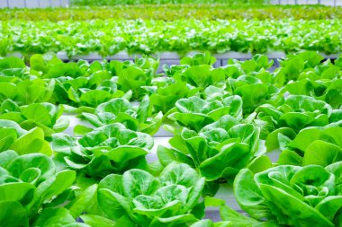 Organik hydroponic sebze çiftliği