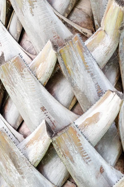 Bark Palms , trunk detail of palm tree background texture. — Stock Photo, Image