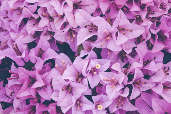 Fondo de flores. Flor rosa púrpura en el jardín con efecto de filtro estilo vintage retro — Foto de Stock