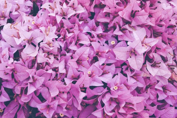 Fondo de flores. Flor rosa púrpura en el jardín con efecto de filtro estilo vintage retro — Foto de Stock