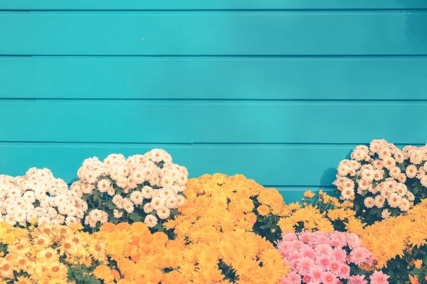 Blomma bakgrund. Gul orange blomma i trädgården med filter effekt retro vintage stil — Stockfoto