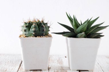 succulents ya da kaktüs rafındaki beyaz arka plan üzerinde beton tencere