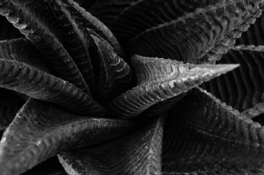 arka plan textuer kaktüs etli bitki