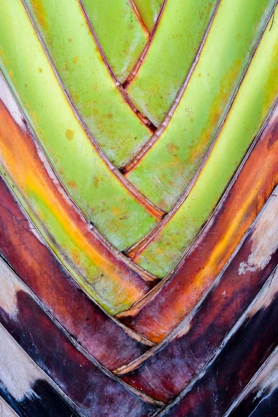 Abstrato textura detalhe padrão banana ventilador background.palm folha fundo na natureza tecer padrão — Fotografia de Stock